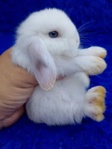 Mini coelho Lop Uruguai de alto padrão 