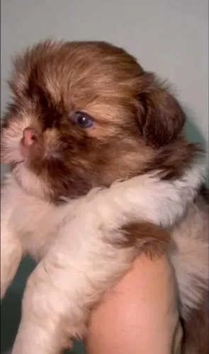 Shih tzu