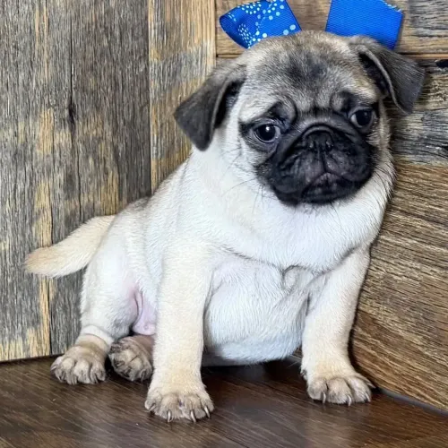 Pug Vacinado e Vermifugado | Atendimento rápido no WhatsApp