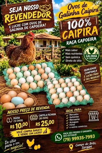 Ovos de galinha de capoeira