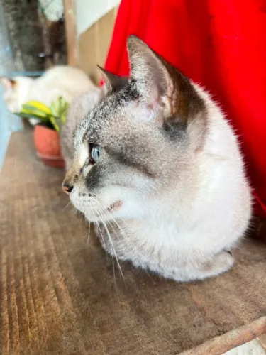 Gata Castrada 