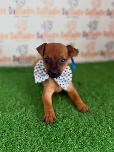 Pinscher Macho