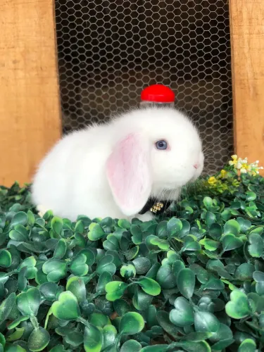 Mini lop uruguaio macho - a raça mais dócil de mini coelho
