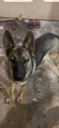 Cachorro pastor alemão