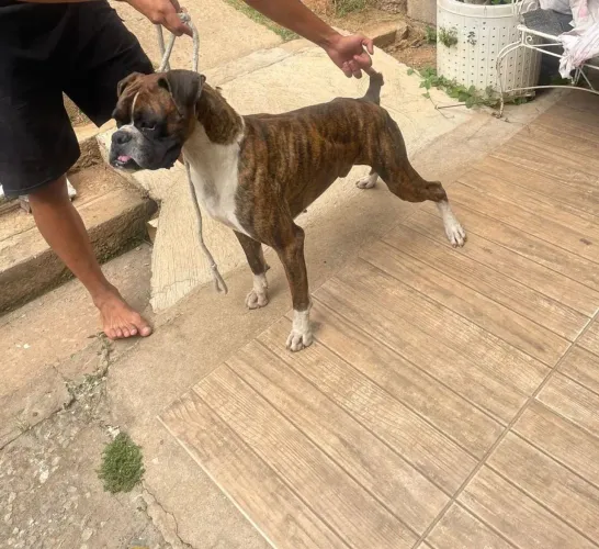 Cachorro boxer macho