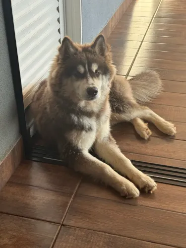 Husky siberiano  