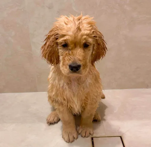 Filhote Golden Retriever, A felicidade agora tem patinhas fofinhas e olhos brilhantes!