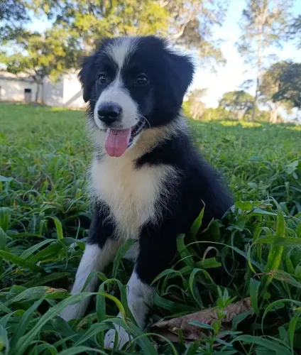 Lindos Border Collie