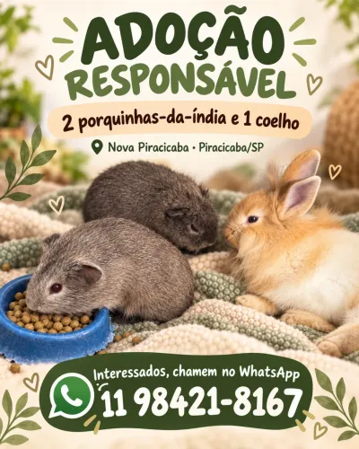 Adoção de Porquinhas da Índia e mini coelho