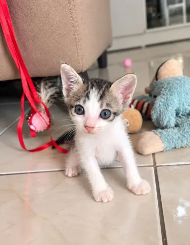 Gatinha fêmea bebê