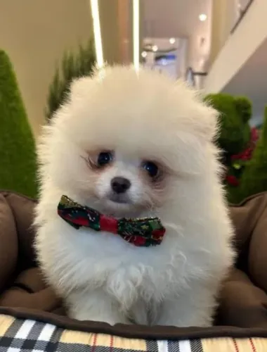 Estou doando esse filhote de cachorro Spitz alemão!!!
