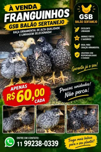 Franguinhos GSB