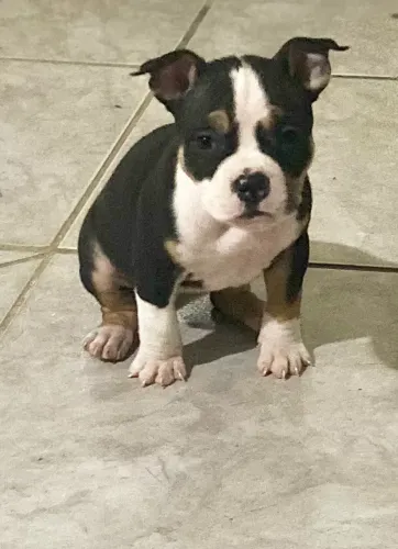 American bully fêmea 