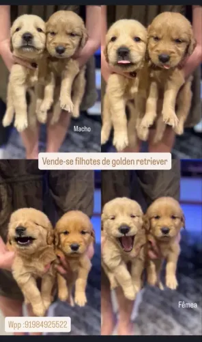 Golden 