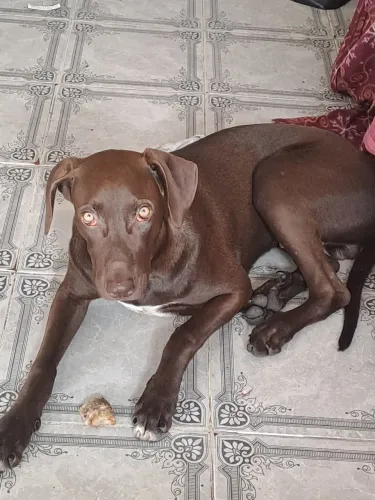 Estou doando esse cachorrinho por motivos que eu estou sem condições de cuida,