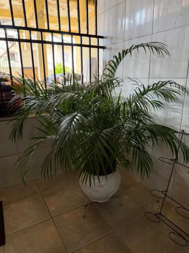 PLANTAS ORNAMENTAIS À VENDA