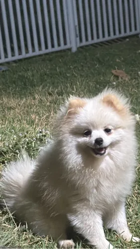 Spitz alemão