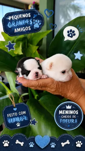 Chihuahua macho para reserva