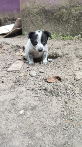 Filhote de Border Collie com blue heel