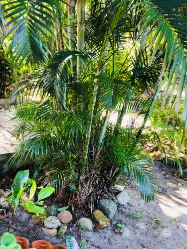 Palmeira Areca! Vários tamanhos! Ideal para jardins e varanda! Mudas saudáveis e fortes.