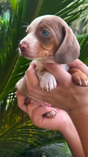 amáveis basset com garantia e procedência daschund o salsicha