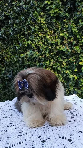 Shih Tzu disponível