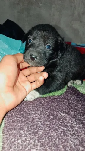 Doação de cachorrinhos