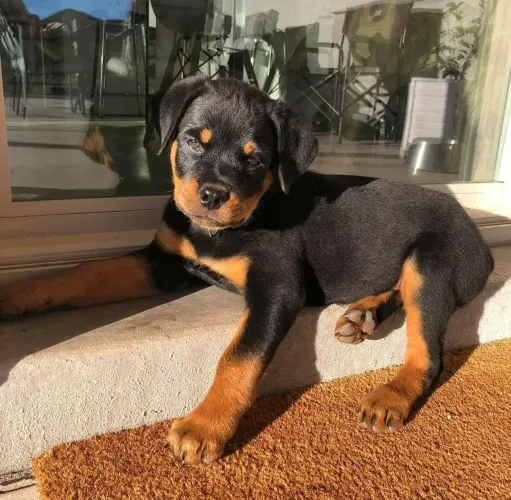 Rottweiler Filhotes com excelente padrão