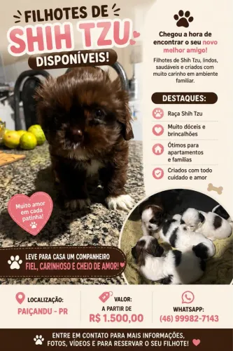 Shih-tzu