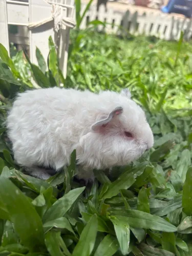 Porquinho da Índia Himalaio Raridade