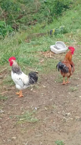 Galos