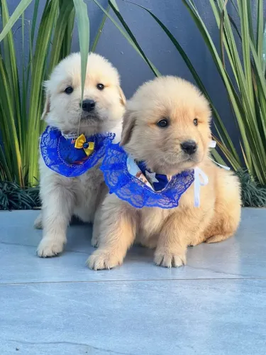 Goldens lindinhos