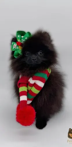 Spitz Alemão peludinho - tipo ursinho