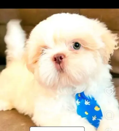 Shih tzus minis raros vacinados