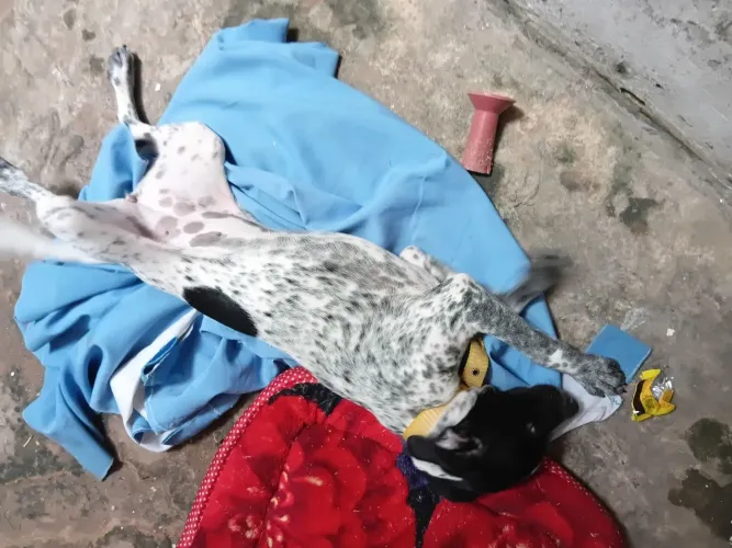 Cachorro Dalmata