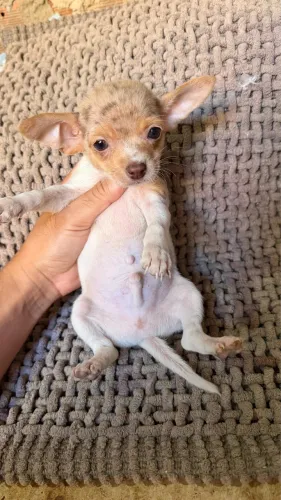 Chihuahua merle exótico raríssimo 