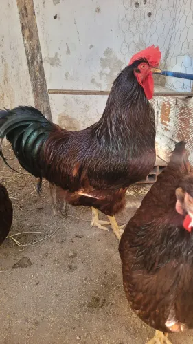 Pintos de Rhode Island Red 