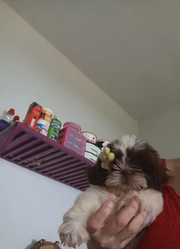 Shih Tzu Fêmea Minizinha