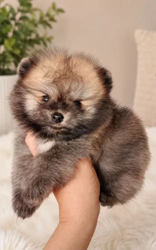 Lulu da Pomerania anão