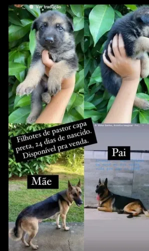 Cachorro Pasto alemão capa preta