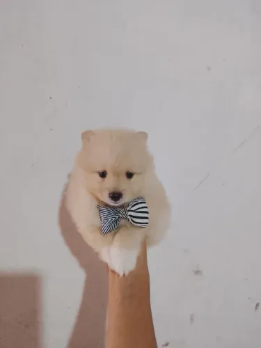 Últimos filhotes Spitz alemão