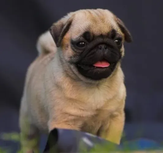 Pug - Companheiros Atentos E Carinhosos 