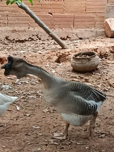 Ganso africano
