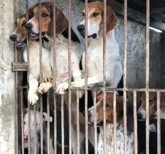 Fox Hound Americano / Urrador