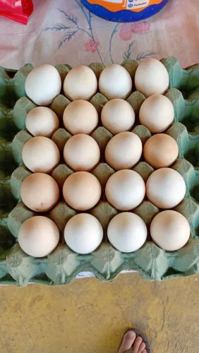 Ovos galados