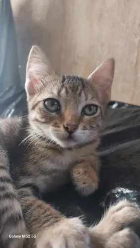 Doa-se gatinha fêmea de 2 meses