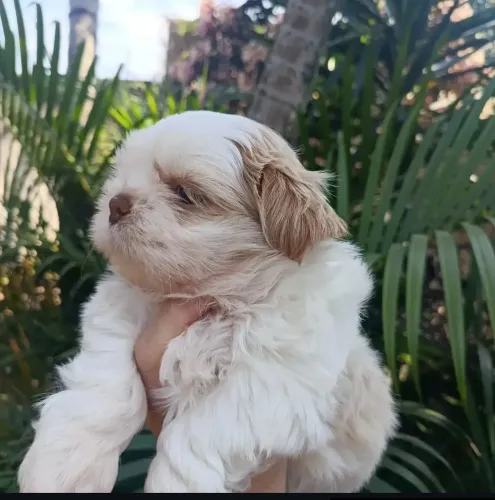 Shih tzu branco com areia