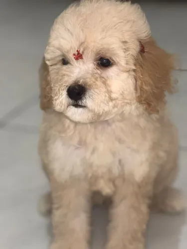 Poodle fêmea 