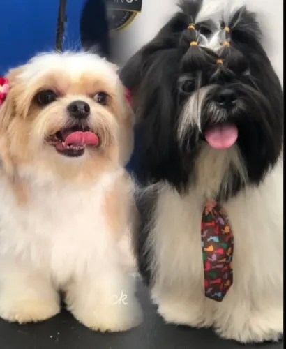 Shih tzu