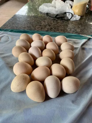 ovos de capote 